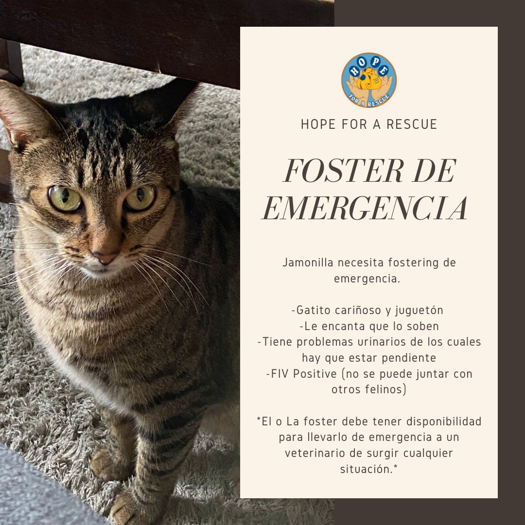 🆘 JAMONILLA NECESITA FOSTER DE EMERGENCIA  🆘 

Si siempre has querido ser foster y te encuentras en el área metropolitana, o con disponibilidad de viajar al área, esta es tu oportunidad. ‼️