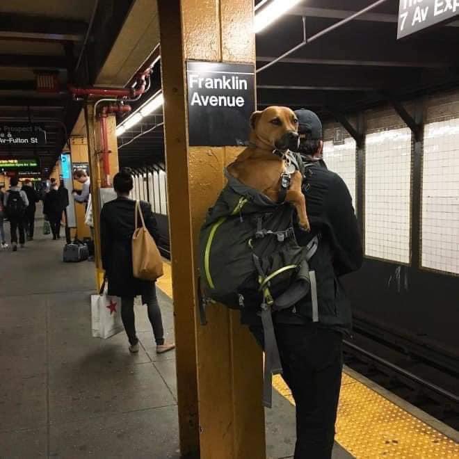 SuavesLomitos's tweet photo. En el metro de Nueva York, prohibieron el ingreso con perros, a menos que estos puedan caber en un bolso.

Los usuarios no decepcionaron y se las ingeniaron para meter a sus mascotas en bolsos y así evitar la prohibición. Aquí las graciosas imágenes 😄🐶 https://t.co/gW4dmYd9U7