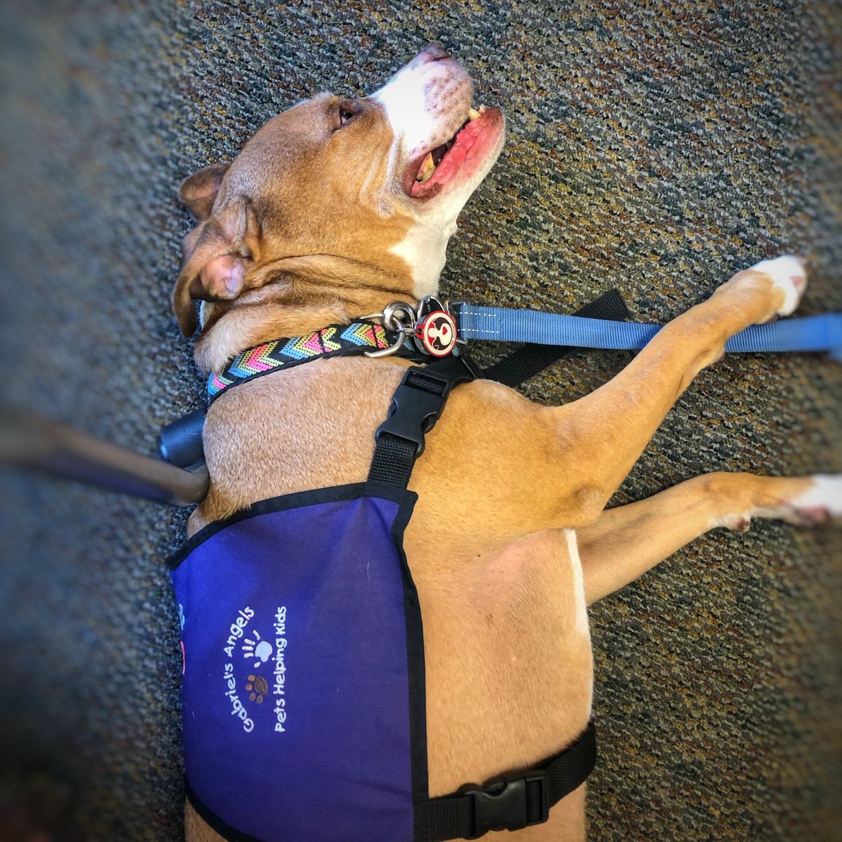 GA_SOAZ's tweet photo. #SoAZSaturdayShowcase 🐾Meet Coco! Vickie and #PetTherapy pup, Coco, visit teens recovering from substance abuse at COPE Community Services in Southern Arizona. Their recent visit was a tremendous success, further connecting with the at-risk youth they serve. #PetsHelpingKids https://t.co/BmZG5uotWr