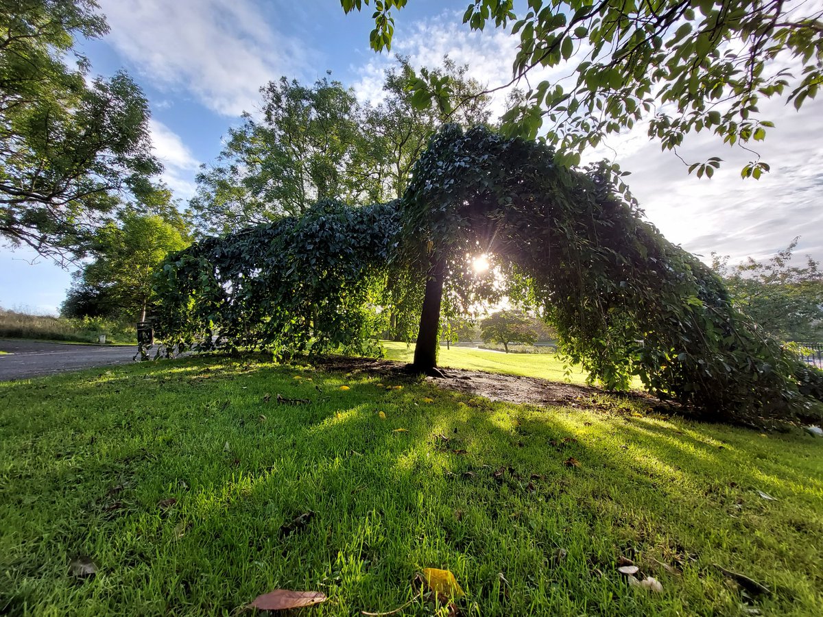 RiderGlasgow's tweet photo. Glasgow's parks are wonderful. I am fortunate enough to regularly cycle through Alexandra Park, Dennistoun, and have wanted to get a decent shot of this amazing tree for some time. This morning, courtesy of the lower October sun, was just right. https://t.co/rRClcNWffO