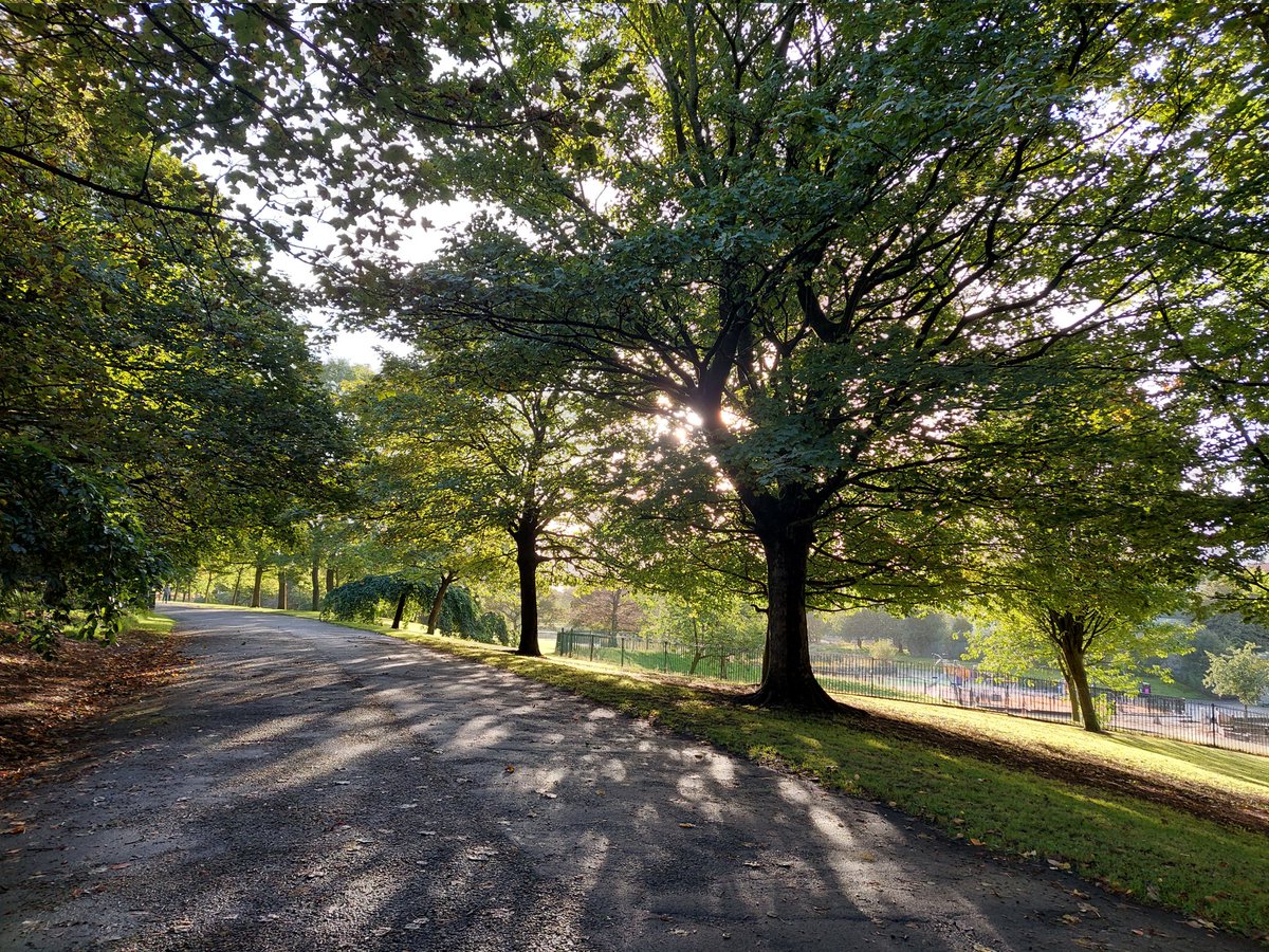 RiderGlasgow's tweet photo. Glasgow's parks are wonderful. I am fortunate enough to regularly cycle through Alexandra Park, Dennistoun, and have wanted to get a decent shot of this amazing tree for some time. This morning, courtesy of the lower October sun, was just right. https://t.co/rRClcNWffO