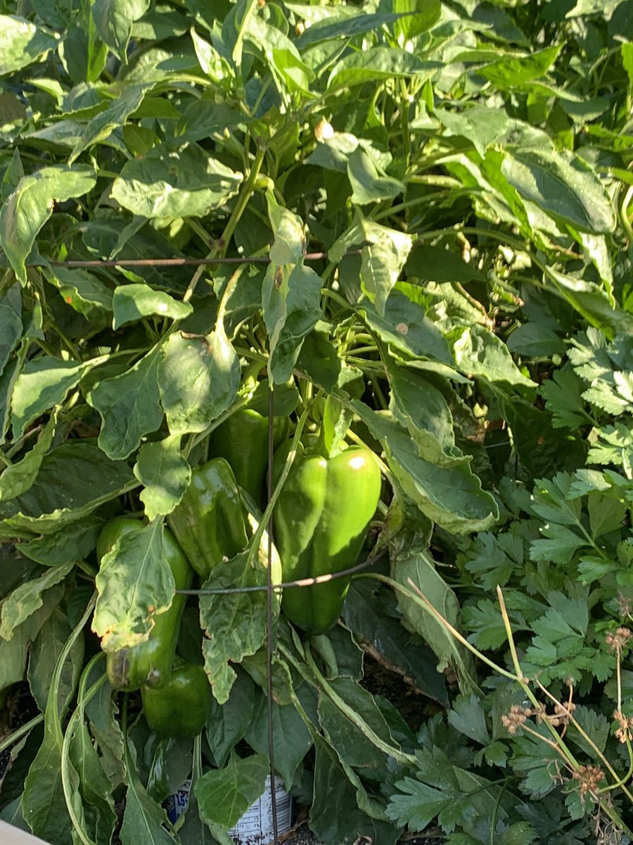 RegDKlassen's tweet photo. This morning I marvelled at all that was still growing. No frost all of Sept and none predicted for the next week. Trying to get the last tomatoes to ripen and have more peppers on the way. Thinking about picking that last watermelon, need to eat the other two first. https://t.co/uLDjhTZbzZ