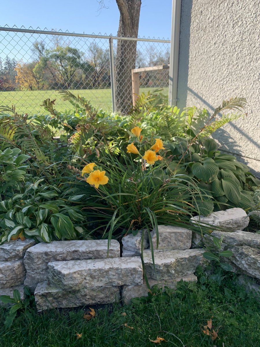 RegDKlassen's tweet photo. This morning I marvelled at all that was still growing. No frost all of Sept and none predicted for the next week. Trying to get the last tomatoes to ripen and have more peppers on the way. Thinking about picking that last watermelon, need to eat the other two first. https://t.co/uLDjhTZbzZ