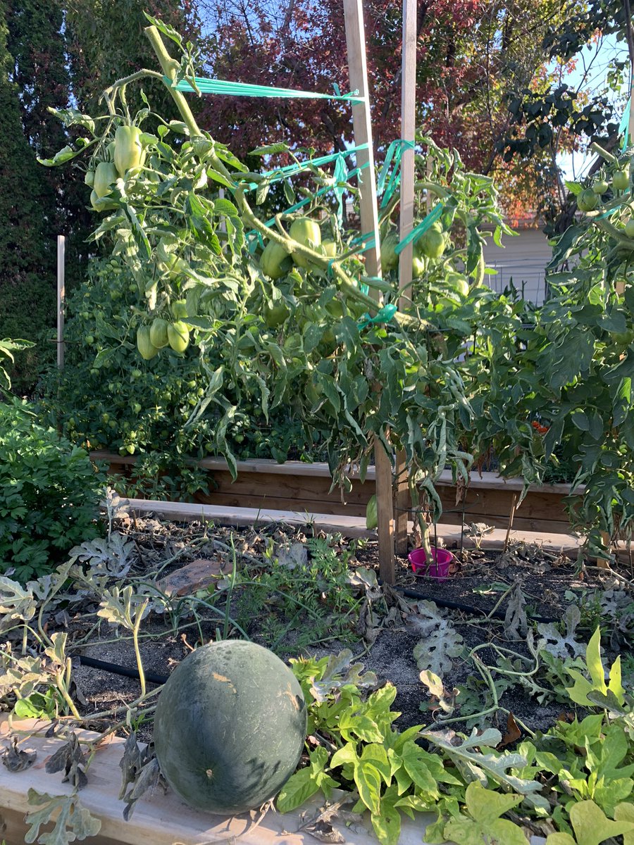 RegDKlassen's tweet photo. This morning I marvelled at all that was still growing. No frost all of Sept and none predicted for the next week. Trying to get the last tomatoes to ripen and have more peppers on the way. Thinking about picking that last watermelon, need to eat the other two first. https://t.co/uLDjhTZbzZ