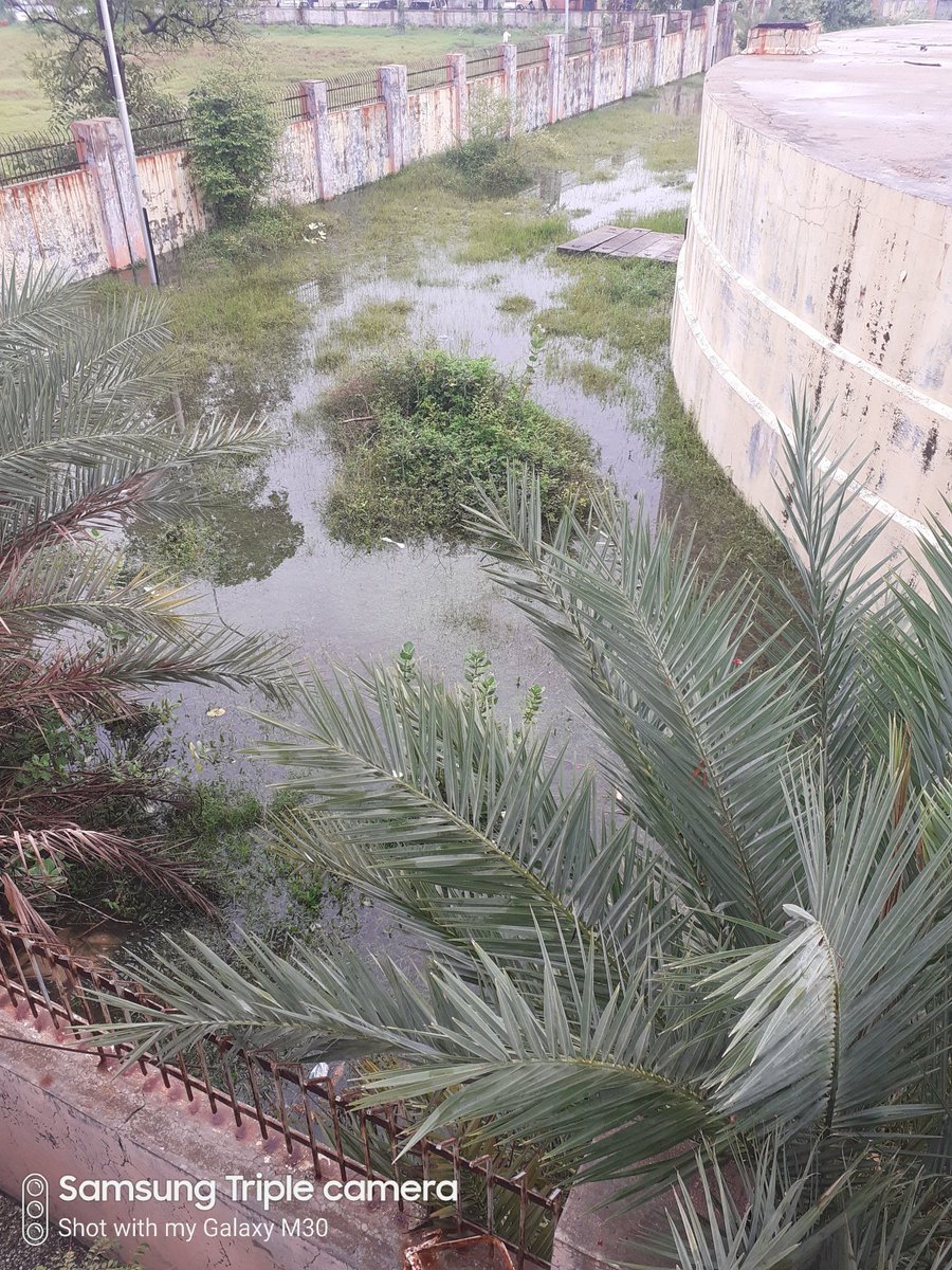 yviren's tweet photo. @ourvadodara I request to @mpvadodara @trajendrabjp @manisha_vakil please ask @VMCVadodara to clean this and save us two people has just discharge from hospital today after infected i hope it'll not only for show off they'll do it in real 4 people who has voted them @abpasmitatv @SidDholakia https://t.co/G6TR8EnzB6