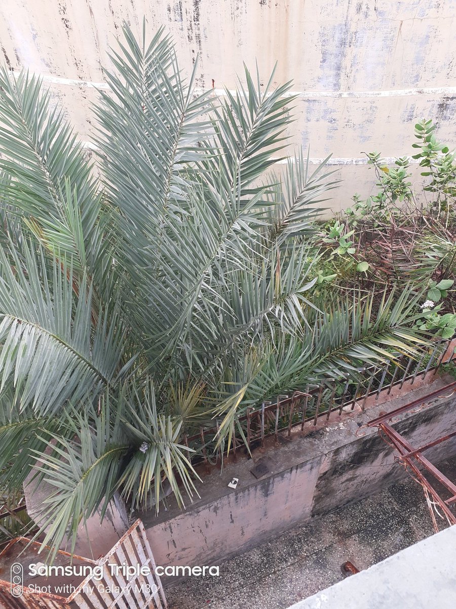yviren's tweet photo. @ourvadodara I request to @mpvadodara @trajendrabjp @manisha_vakil please ask @VMCVadodara to clean this and save us two people has just discharge from hospital today after infected i hope it'll not only for show off they'll do it in real 4 people who has voted them @abpasmitatv @SidDholakia https://t.co/G6TR8EnzB6