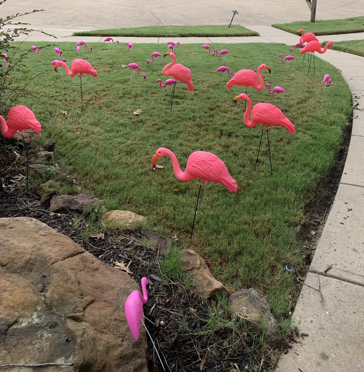SherryBuck70's tweet photo. Last week was forks from some of my NF students, this week is flamingos 𦩠from Crosspoint Community Church students. Never a dull moment at the Buck Casa π‘ πβ€οΈ
#crosspointrockwall #crosspointstudents
#anythingforthekids https://t.co/GedzPtFmta