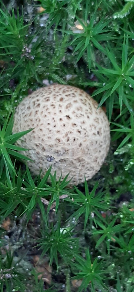 mycathardy's tweet photo. Happy UK Fungus Day!
#NHBS #fungi #autumn #UKFungusDay https://t.co/NXopwtjHTA