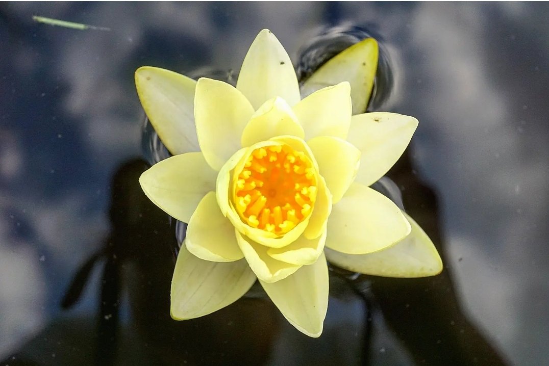 KarissasKapture's tweet photo. Life is a mirror, and you see in it the reflection of your inner self.
#KarissasKaptures #SelfReflection #AccidentalSelfie #Reflection #WaterLily #LotusFlower #RutgersGardens #FlowerPhotography #ReflectionPhotography #NJRadiant #NJInBloom #SimplyNJShots #NJShooterz https://t.co/qVLlilJW4r