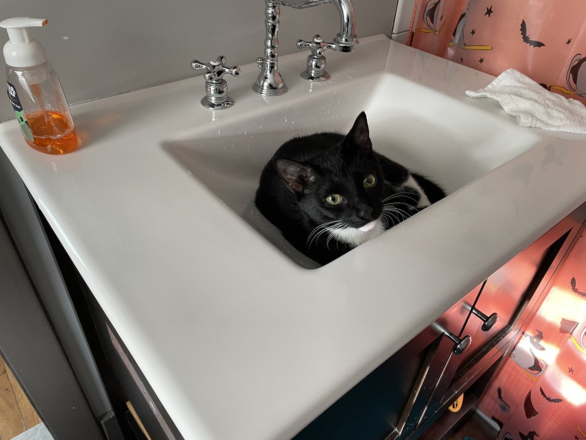 djmelee's tweet photo. No thanks, didn’t need to shave or brush my teeth anyways. Get a job you furry little love munchkin. #caturday https://t.co/6k768uDDdF
