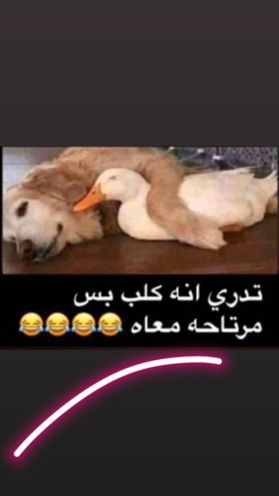 alf_anood's tweet photo. https://t.co/ziJJbVcENu