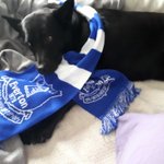 Photo by TorontoToffees (@TO_Toffees)