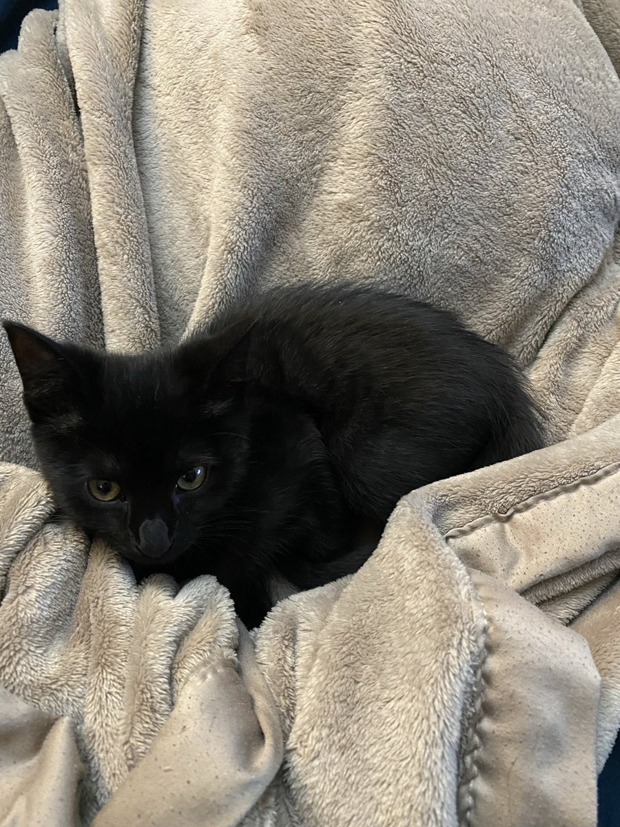ThatBitchAlana's tweet photo. @RevArielle Here’s Hecate https://t.co/XNafsU7bBb