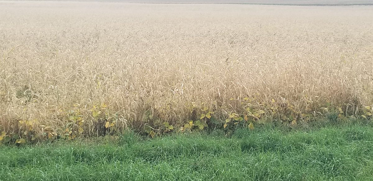 I think we're going to need a killing frost before these beans will go.