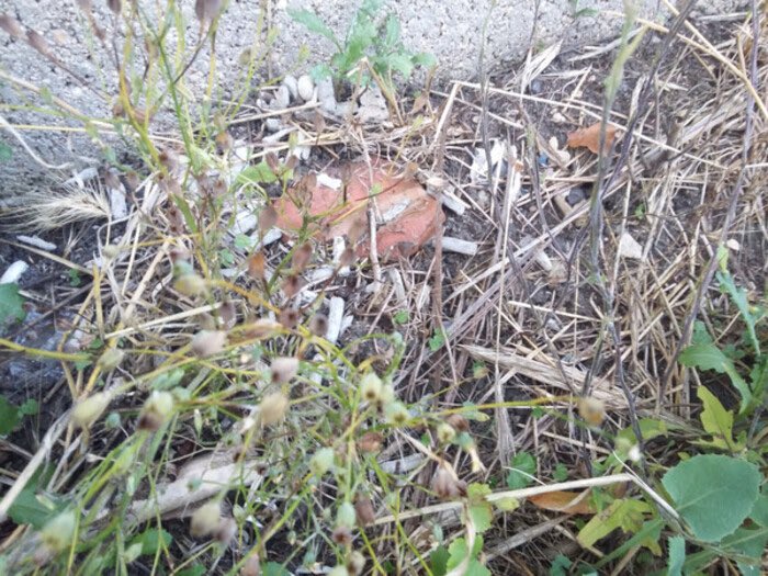 Another blog from us about the toxic waste left by smokers in #Swindon. Put the butts in a bin! plasticfreeswindon.org/activities/kee…