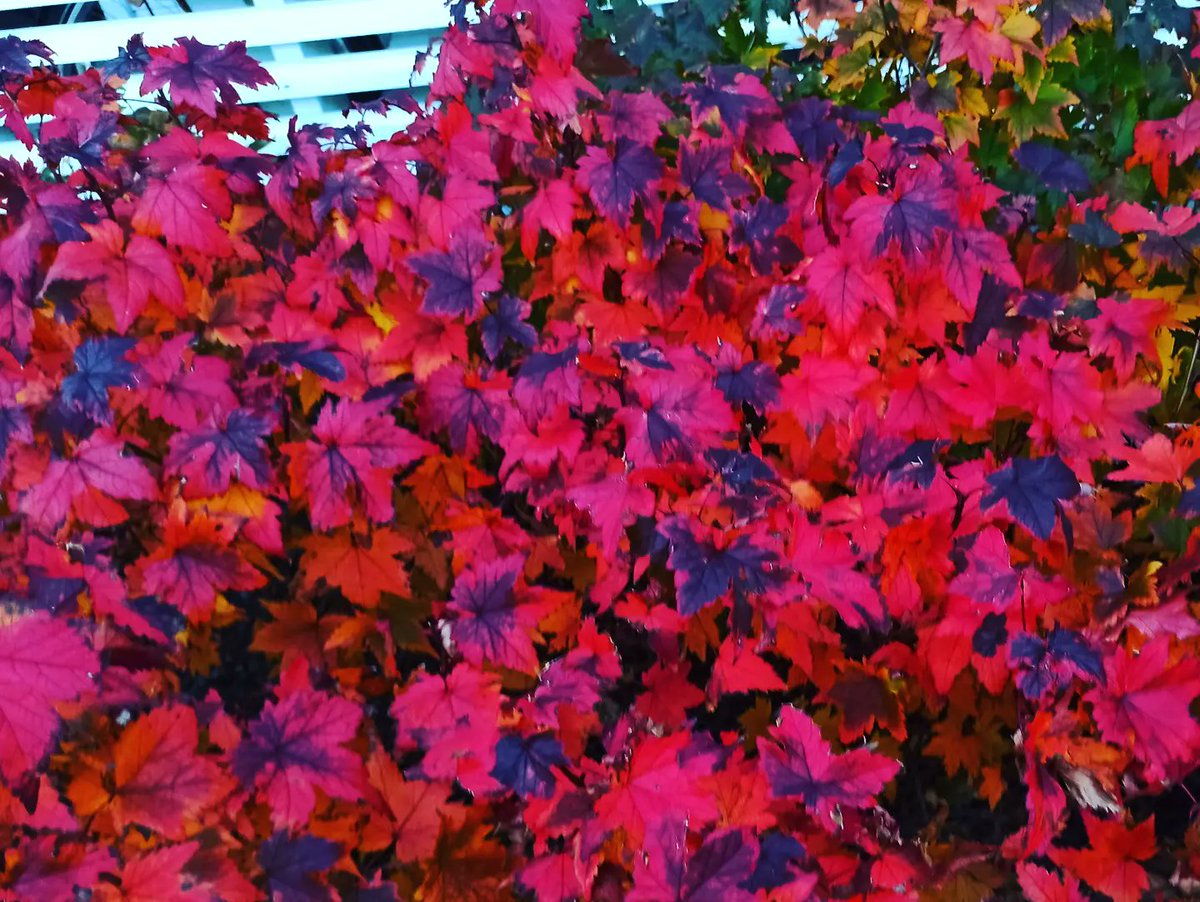 hilkkalaronia's tweet photo. Miks ihmiset tahtoo taistella
ja koittaa korkealle?
Me olemme kaikki vain lapsia
ja murrumme murheen alle.
Miks emme me kaikki vois uinahtaa
ja hyviä olla ja hymytä vaan
ja katsoa katsehin kirkkahin
vain sielumme syvyyksiin?
- Eino Leino
#lokakuu #paskakaupunni #oulu #puspus https://t.co/fablNUgXJs