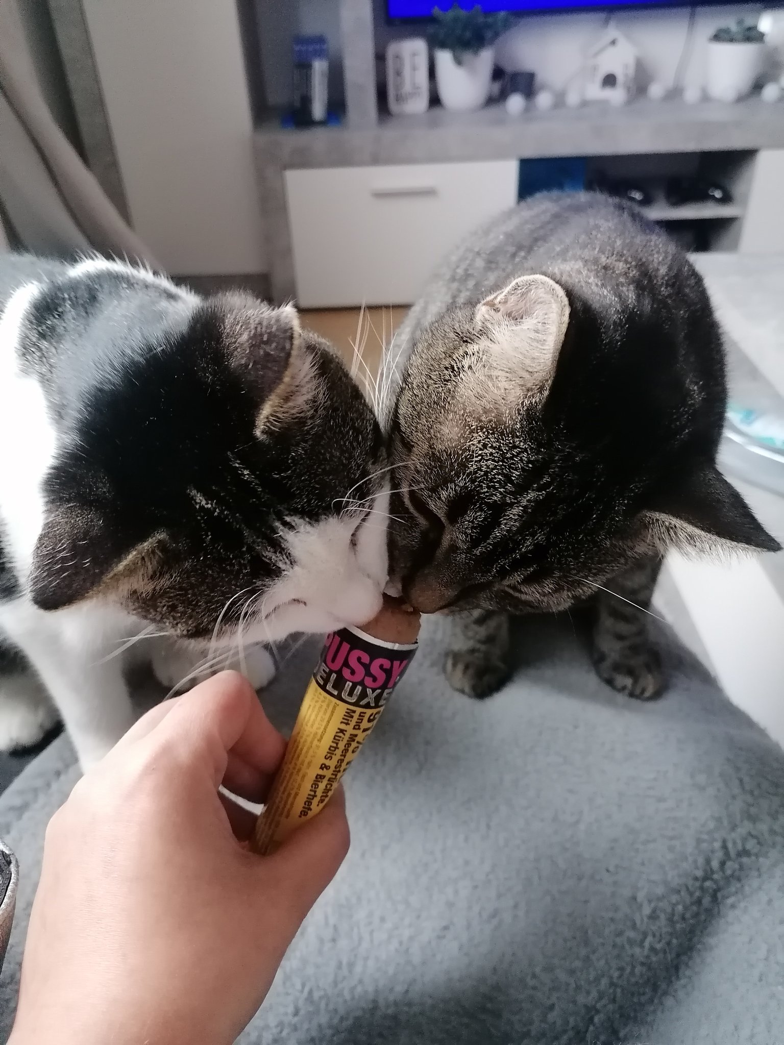 Lena on X: This cat food is called pussy deluxe and my cats are all over  it.. I.. t.cosTppQU5fAv  X