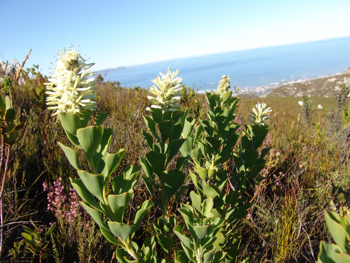 fernkloofza's tweet photo. #PROTEACEAE: #Paranomus #sceptrum-#gustavianus.
Common name: King Gustav's Sceptre, Dolls Bush, Poppiesbos.
This #Paranomus, which has an overbearing scent, grows to nearly 2m and has dimorphic leaves. https://t.co/eNbD1sj5eD