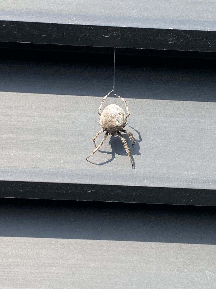 rivasja's tweet photo. @Arachno_Cosas Hola está en mi calentador.  Como la puedo re acomodar? https://t.co/3SiR54MOx6