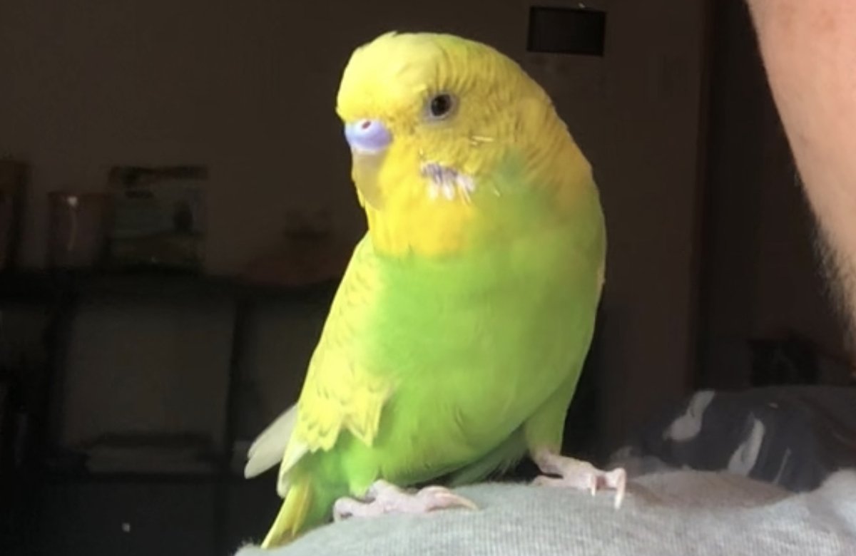 迷い子 セキセイインコ 黄色 緑色 名前 オリヴィアー Maigo Olivia Twitter