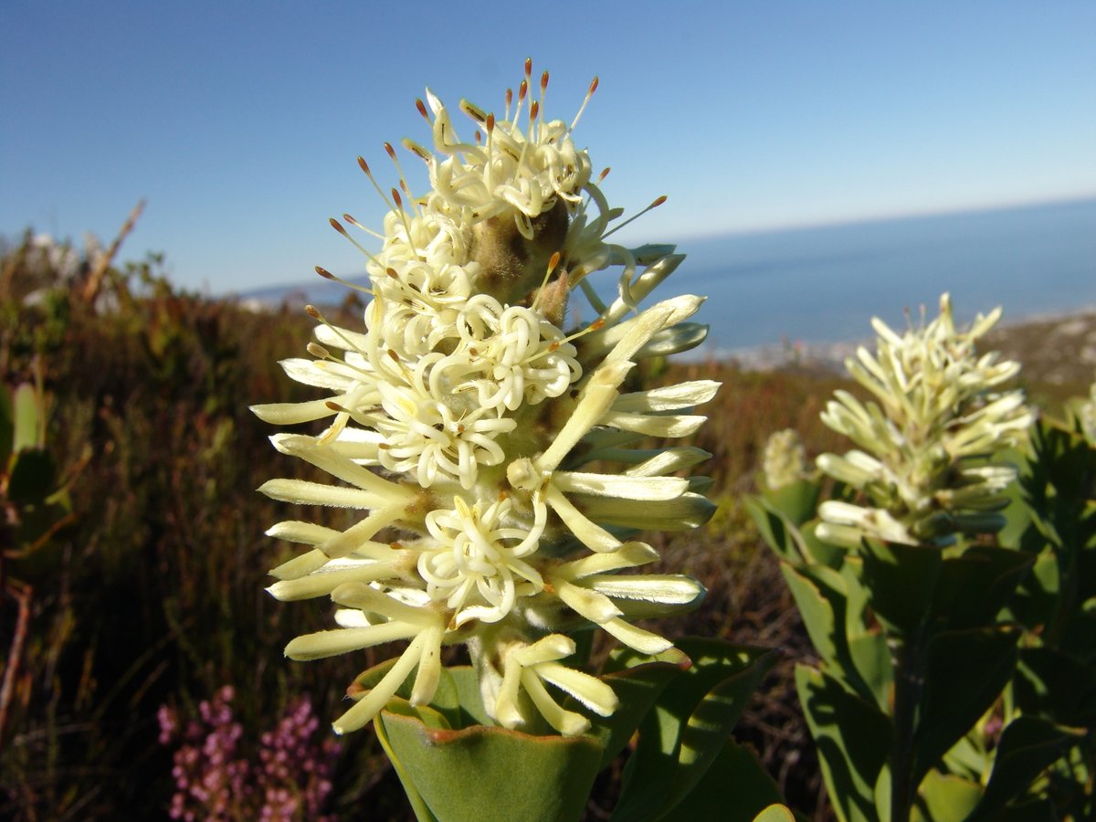 fernkloofza's tweet photo. #PROTEACEAE: #Paranomus #sceptrum-#gustavianus.
Common name: King Gustav's Sceptre, Dolls Bush, Poppiesbos.
This #Paranomus, which has an overbearing scent, grows to nearly 2m and has dimorphic leaves. https://t.co/eNbD1sj5eD