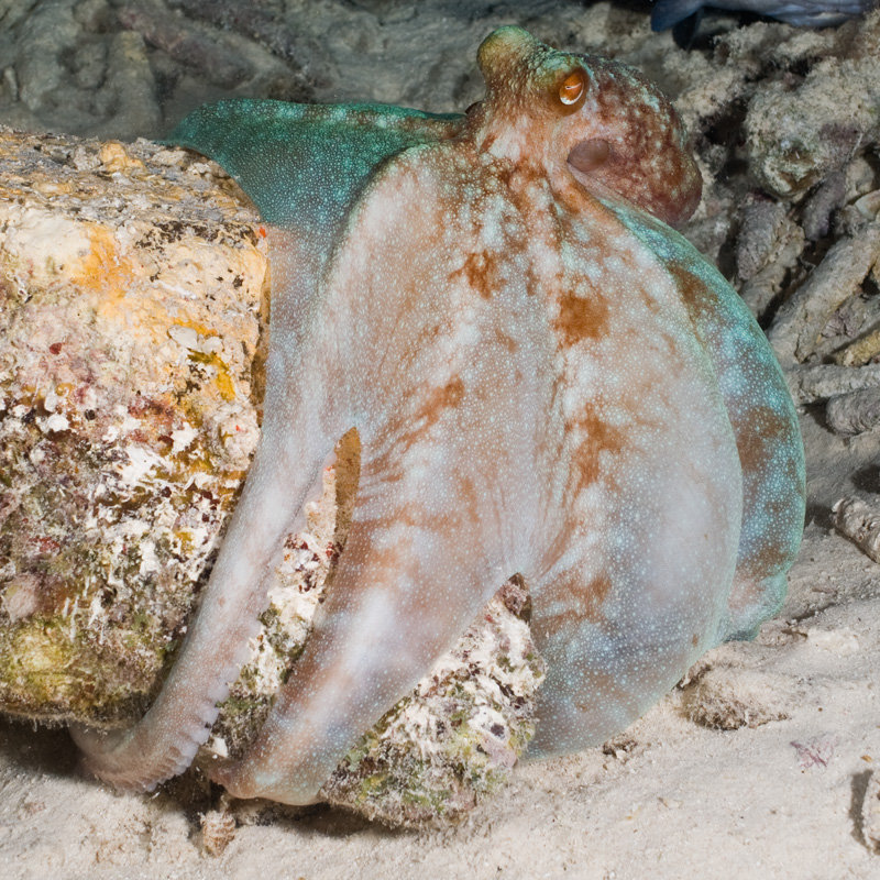 ANGARIocean's tweet photo. Caribbean reef #octopus are characterized by their #reflective #bluegreen color (often w/ brown markings) that makes them easier to spot at night with a #divelight! Have you seen one?
#OCTOpusMonth #ANGARIDeepDive by @ANGARIocean, @TheOctoNation & OctoGirl.
๐ธ: Alessandro Dona https://t.co/F4qGC7sxpK