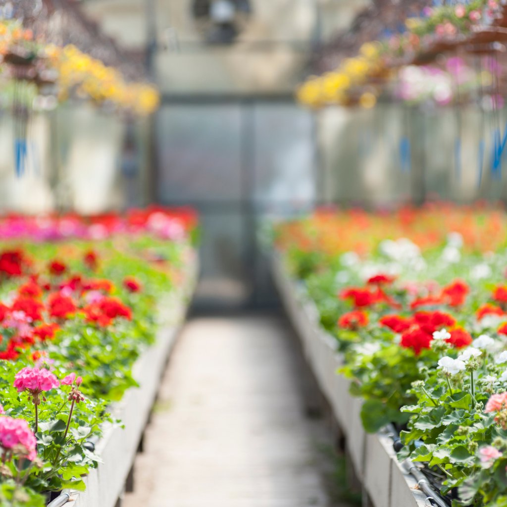 FloralEndowment's tweet photo. Are you looking for an #InternshipOpportunity? @MetrolinaGHS is hiring for a Horticulture Intern on the AFE Career Center! Apply today: https://t.co/JgVB0ZIMRx
#internship #internapply #internlife #internopportunity #applytoday #internshipboard #jobboard #jobopportunity https://t.co/K06x02OlT9