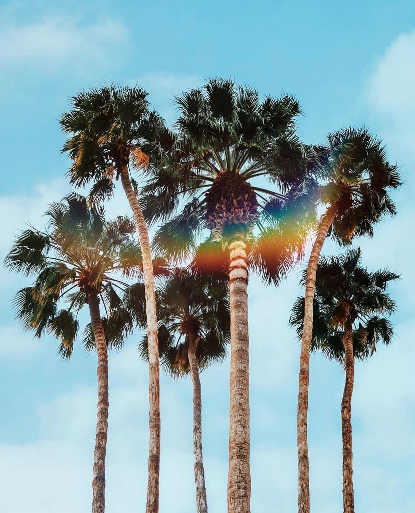 PalmSpringsCA's tweet photo. #DidYouKnow Some palm trees can live for over a century?! These guys have seen it all! 🌴🌈

Photo Credit: @hello_meganboggs https://t.co/2vQluQQY6D
