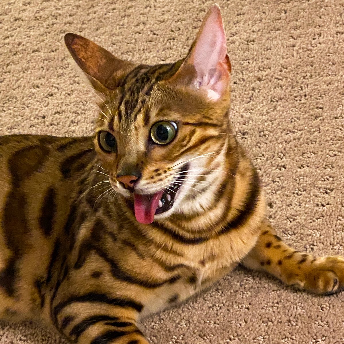 glowingoceans_'s tweet photo. What a week!
-
-
-
-
-
#catlife #caturday #cat #bengalcat #bengal #bengalcats #bengalcatsofinstagram #catsofinstagram https://t.co/jcQmksJLRF