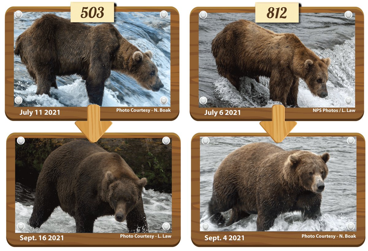 KatmaiNPS's tweet photo. Once charming chums, now battling bros from different litters duel for dominance in #FatBearWeek. 503’s frame forges him into a force to be feared. Kid brother 812, not far behind in the growth of his girth, gives 503 cause to pause. Vote @ https://t.co/thJwxp9wuP til 5 AKT/9 ET. https://t.co/TKMOrvWBzA