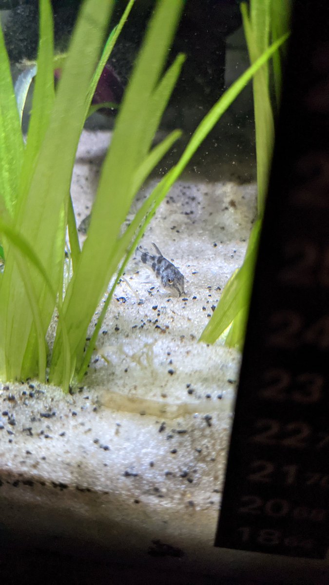 oceanic_emily's tweet photo. Finally restocked my tank and is this not the cutest tiniest catfish you've ever seen??? 🥺😭

#Aquarium #corydora #smol https://t.co/7tmiCDjBPO