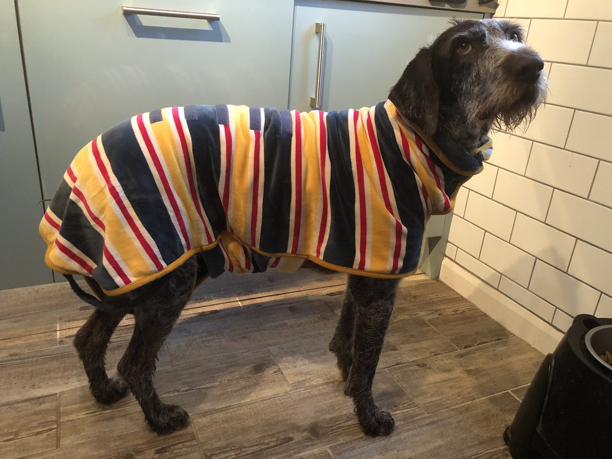 HayhurstBoo's tweet photo. Oh oh, we got soaked @ruffandtumbledogcoats #dryingcoat #adventure #raining #weekend #washout #dogs #dogsofinstagram #beach #beachwear #dogsoftwitter https://t.co/I1appY9wNU