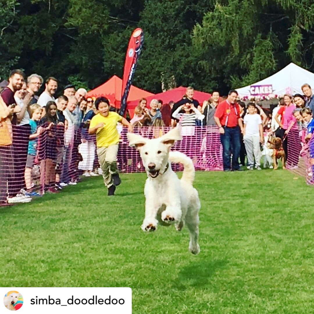 Congratulations Simba! Thanks for sharing this fab picture. We’re so happy you had so much fun! 🐾 #welovechiswickhouse #chiswickhousedogshow #dogfriendlylondon