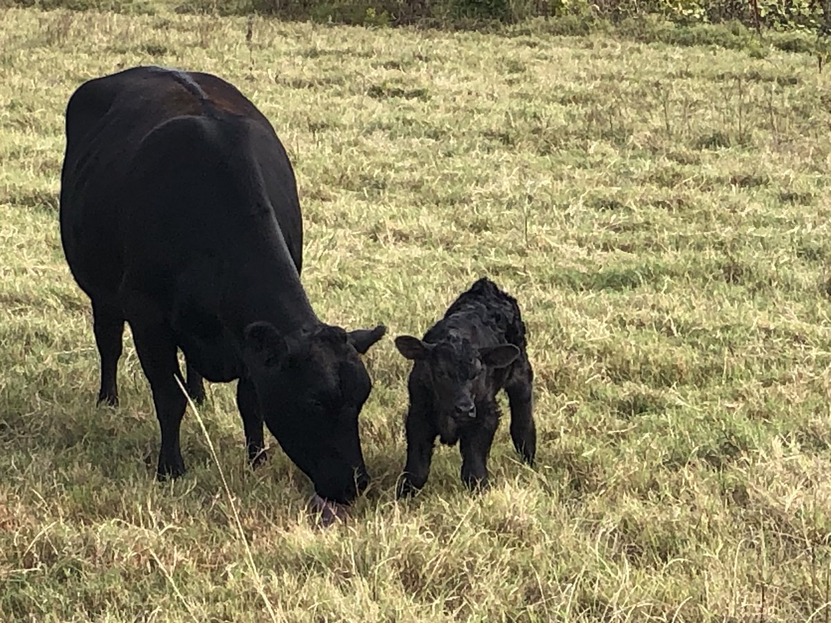 Steve_Gramling's tweet photo. AI calves are popping out everywhere. Hopefully, we can keep the aggressive black vultures away. Lost 2 calves earlier this week. https://t.co/rdyNuVdmHm
