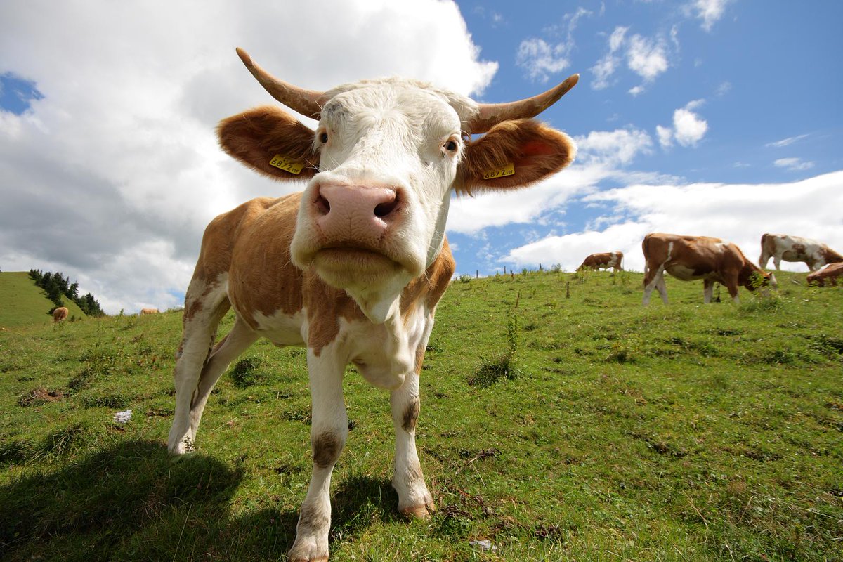 айрширская порода телят. все о коровах. коровы на лугу. морда коровы. все о коровах.