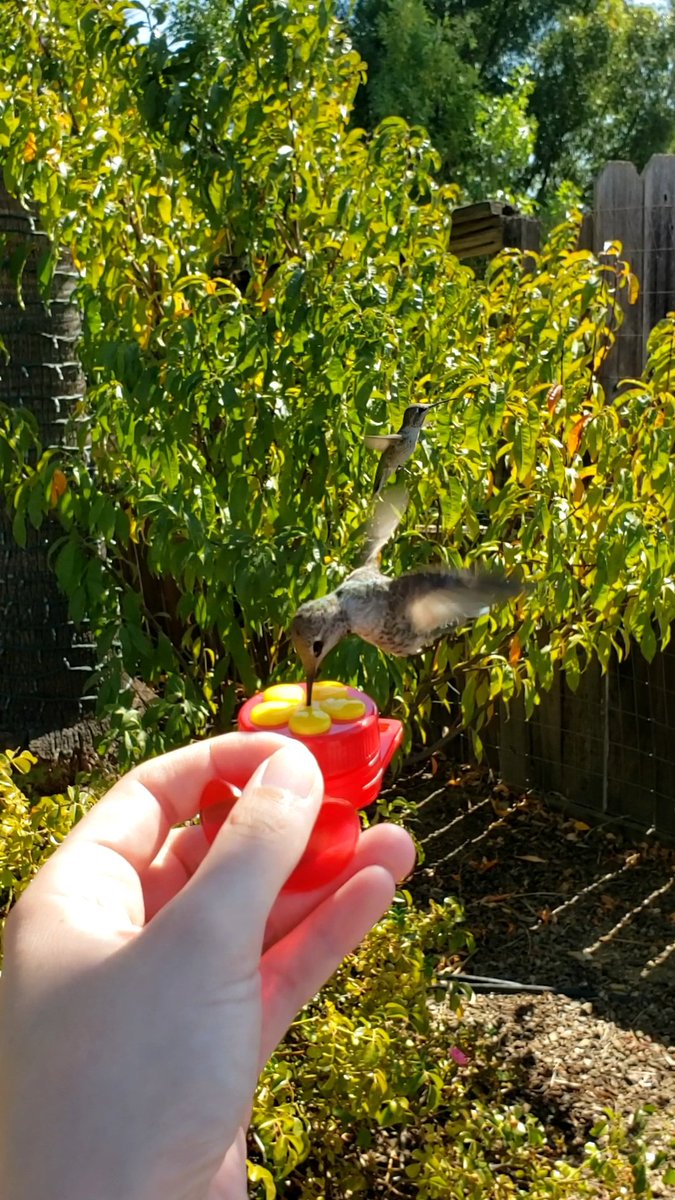 That Disney Princess moment...

#Disney #disneyprincess #Magic #FantasticBeasts #nature