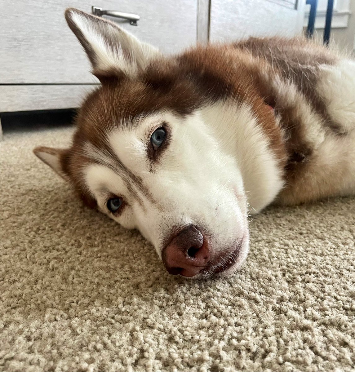 MaggieandKoko's tweet photo. Hi friends, sorry we haven’t been on much. Taking time to accept our new normal. Thank you so much for your love, mom is trying to catch up on messages. Shattered to hear of our other friends going OTRB too. Rest east sweet souls. 🌈🐾♥️ #dogsoftwitter #dogs https://t.co/ibCOApxCdC