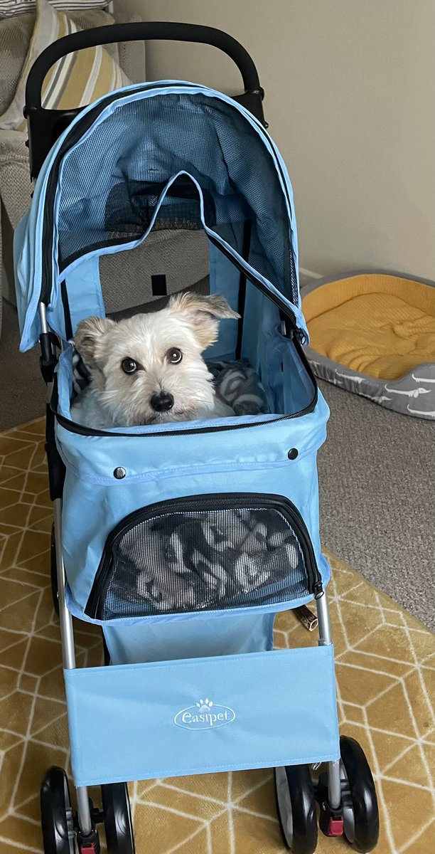 dog_phoebe's tweet photo. @smoke_schnauzer @rotrujo @StanPic25845029 @ShennyWalrond @BenjiTibetan @3phibotticelli @markblk9779 @badpiratemonkey @RangerTheDogg @ctinebean @h_myles @sweetAbby20 @dudley_doodle @Susansm70570449 @goobie2014 @LJ_doodle @QueenVLM @stephchambers3 @VeronicaLamb17 @vwcecil SMOKE!!! Iz bin in me chariot!! #BraveChan #ChansChariot https://t.co/UrJVJ33EiG