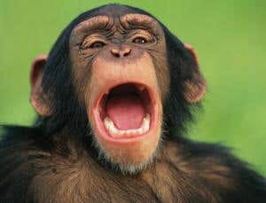 monkereal tweet picture