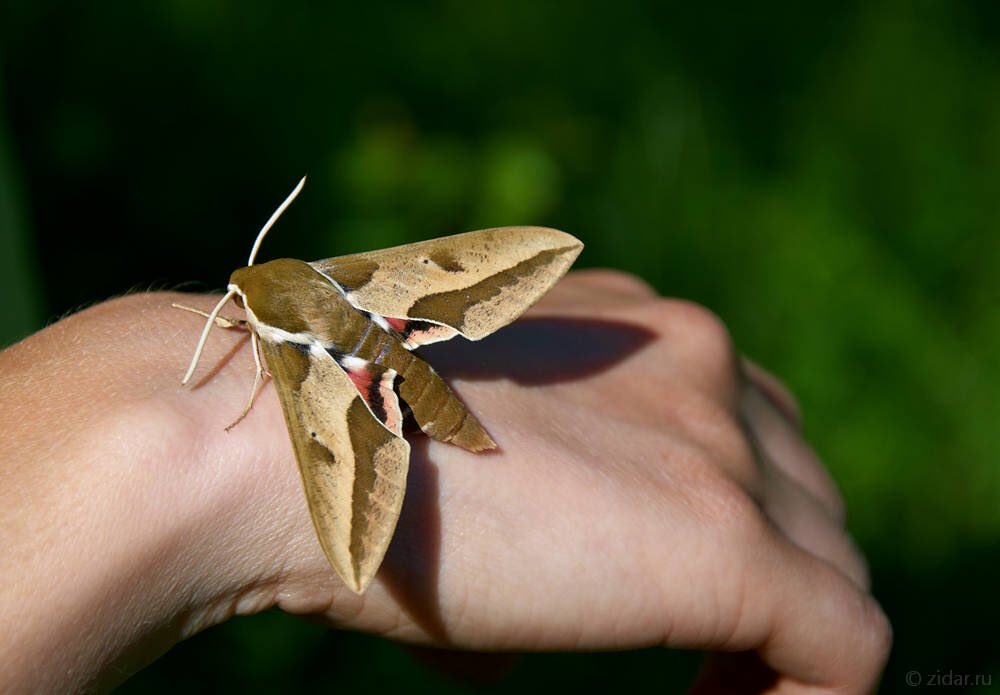 глазчатый бражник бабочка. бабочка мотылек бражник. бражник насекомое. бражник отряд. бра бабочка.
