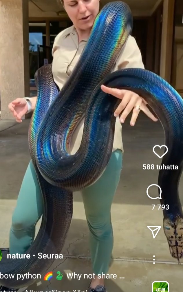 siideriwalas's tweet photo. Uskomattoman kaunis python, vaikka suhtaudun käärmeisiin noin yleensä tietyllä varauksella 🌈 #rainbowpython https://t.co/z5FXJKhrTw