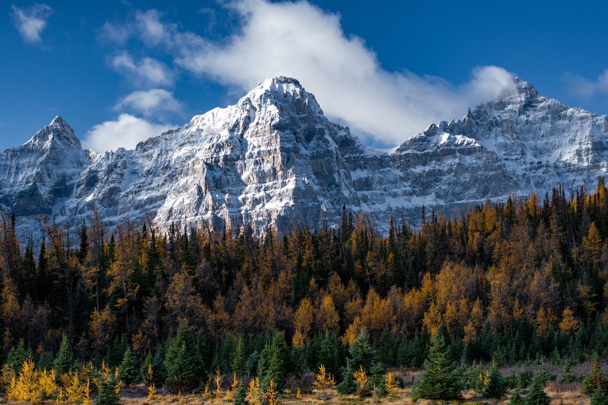 Landon Hall tweet media