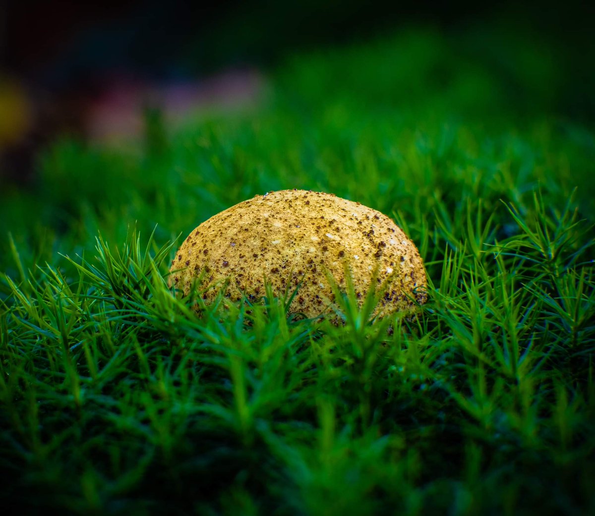 puddiphoto's tweet photo. First attempt at macro photography, solitary mushroom in a forest of moss 🍄 https://t.co/GrBb1cqei9
