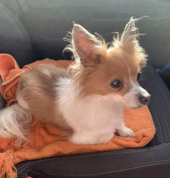 millypod1's tweet photo. 🆘1 OCT 2021. MAX #Lost #ScanMe
Chihuahua Male (Neutered)
#WottonUnderEdge #GL12
#Stroud district #Gloucestershire #Cotswolds
SIGHTINGS PLZ ☎️07966679445
https://t.co/M4fME96QGP https://t.co/WCESDtKg2X
