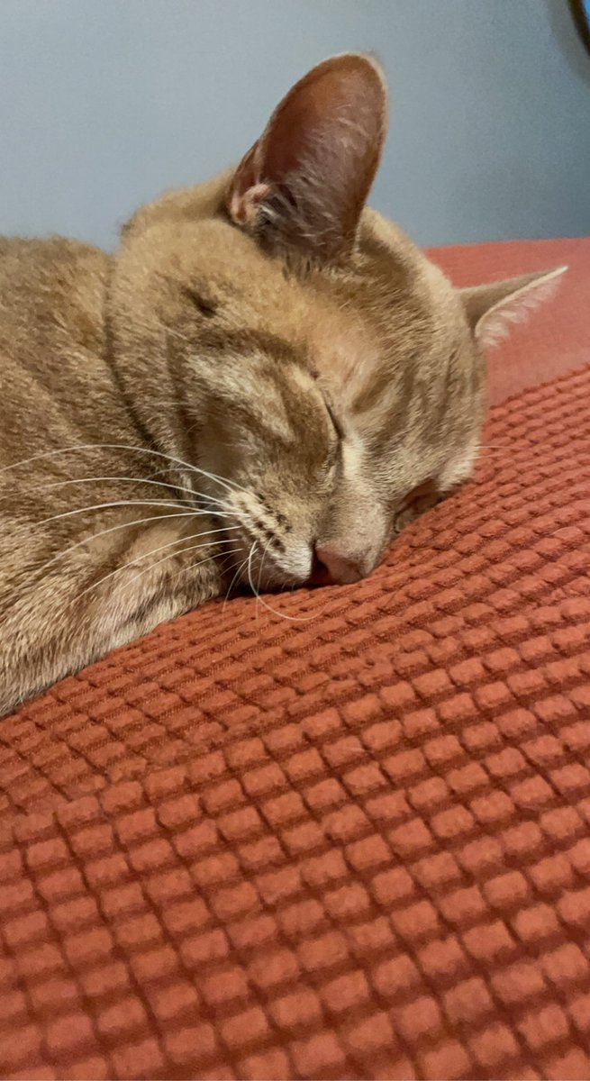 msisabellarosa's tweet photo. Not pictured: how they both managed to annoy the absolute crap out of me immediately after I snapped the photos. happy #caturday !! #CatsofTwittter #catsofscience https://t.co/YZk5Hqyyqr