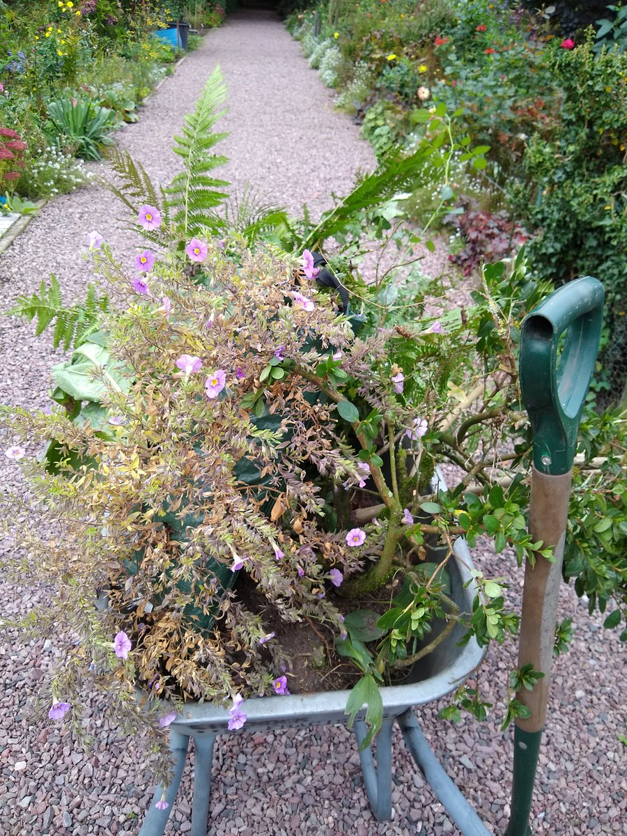 Wat leuk dat ik gisteren mee heb mogen struikroven in Tilburg! @TiwosTilburg <a href="/BerniceKamphuis/">Bernice Kamphuis</a> <a href="/OpGroeneVoet/">OpGroeneVoet</a>. Samen sloopgroen redden zou standaard in heel NL moeten gebeuren struikroven.nu