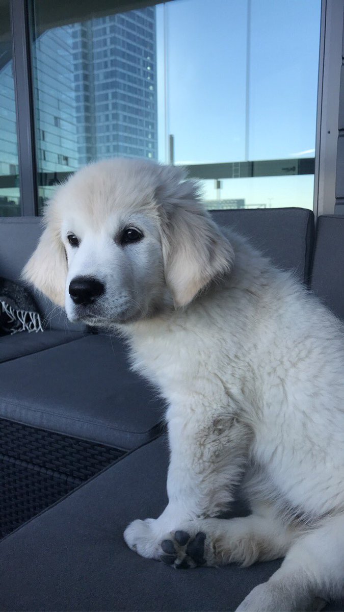 MysticTrader2's tweet photo. Hyvää viikonloppua! #tradingdog https://t.co/SYeLvLWtx1