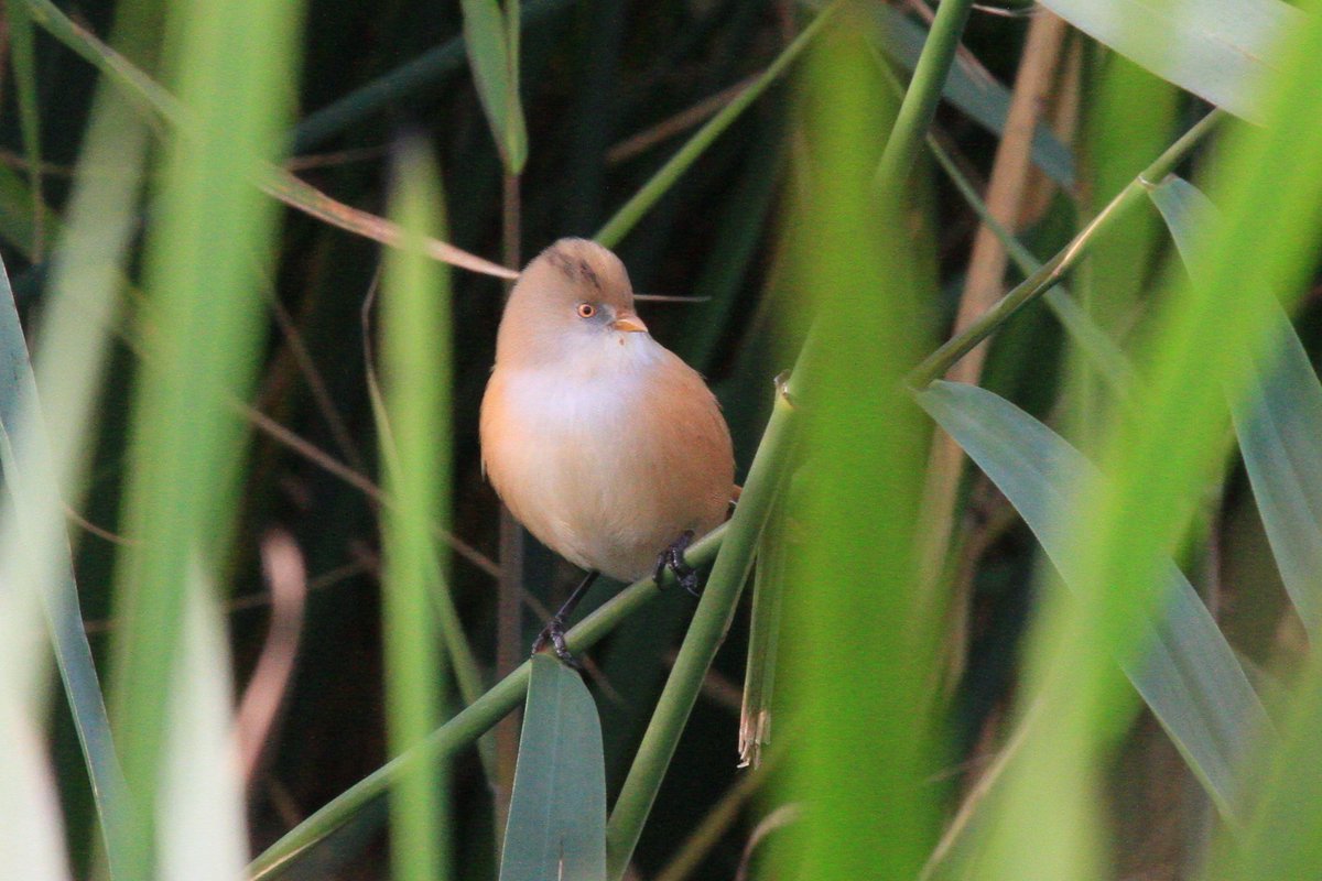 Cian Cardiff tweet media