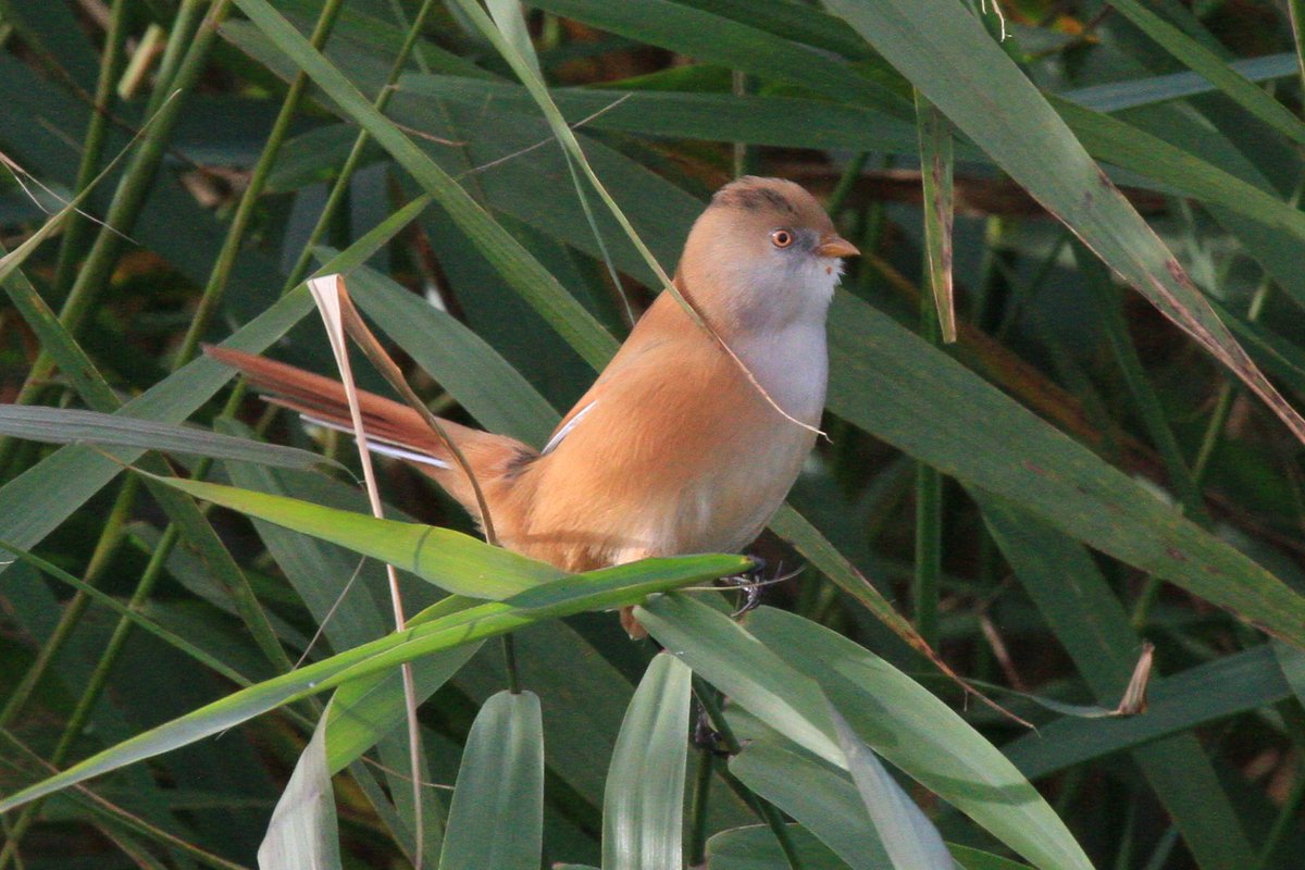 Cian Cardiff tweet media