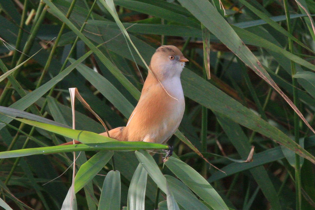 Cian Cardiff tweet media